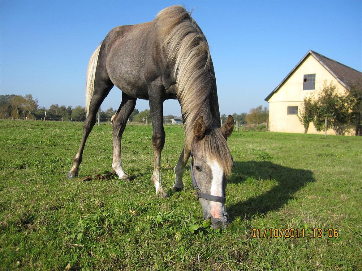 Anden særlig race Østermarkens Chassie (SOLGT) billede 18