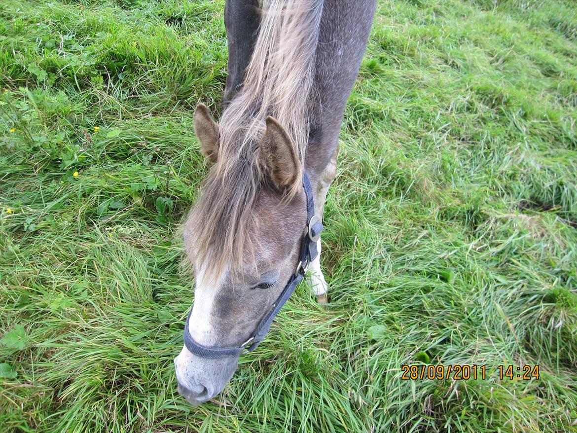 Anden særlig race Østermarkens Chassie (SOLGT) billede 19