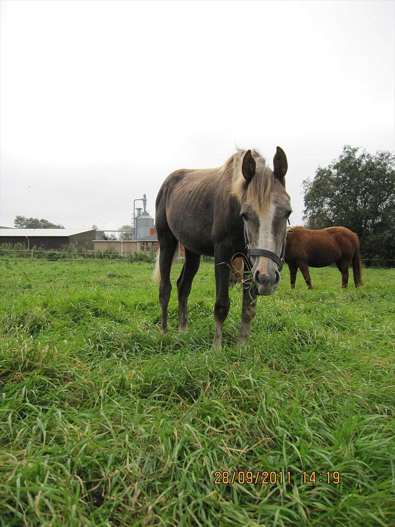 Anden særlig race Østermarkens Chassie (SOLGT) billede 20