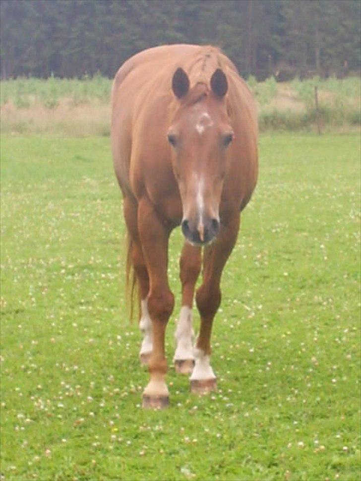 Dansk Varmblod Max R.I.P billede 1