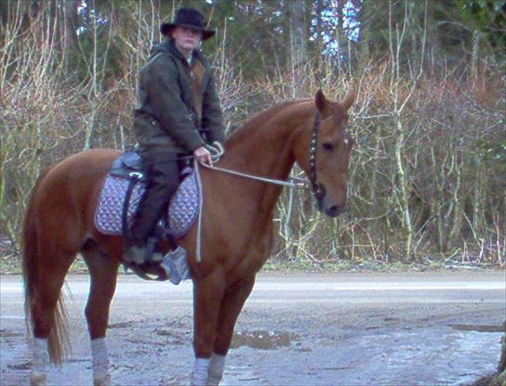 Dansk Varmblod Max R.I.P billede 2