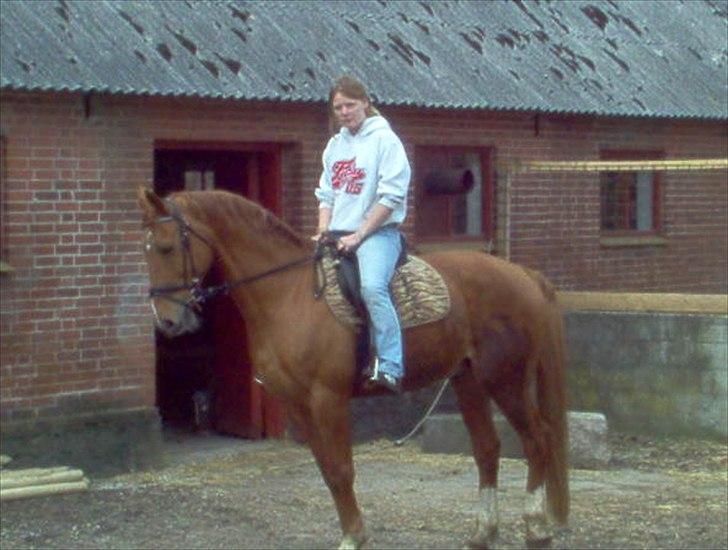 Dansk Varmblod Max R.I.P billede 4