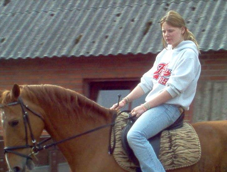 Dansk Varmblod Max R.I.P billede 5