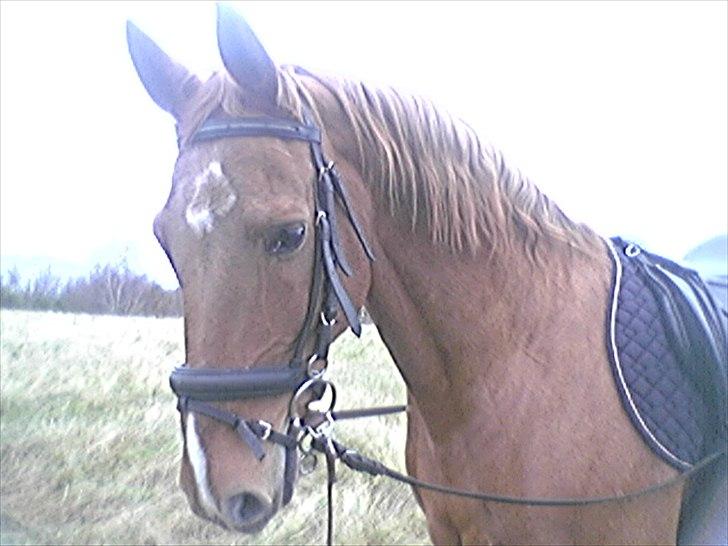 Dansk Varmblod Max R.I.P billede 6
