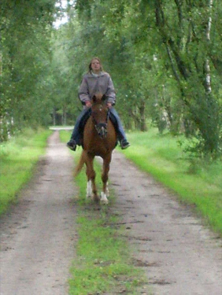 Dansk Varmblod Max R.I.P billede 7