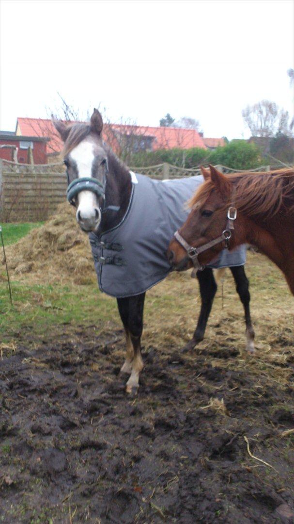 Anden særlig race Østermarkens Chassie (SOLGT) billede 22