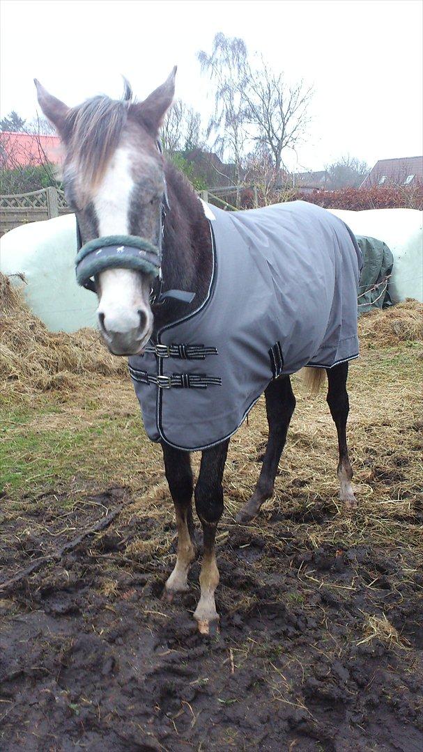 Anden særlig race Østermarkens Chassie (SOLGT) billede 23