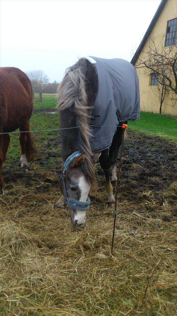 Anden særlig race Østermarkens Chassie (SOLGT) billede 24