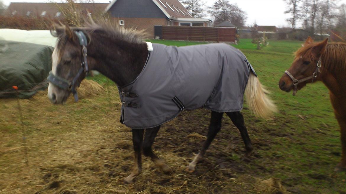 Anden særlig race Østermarkens Chassie (SOLGT) billede 25