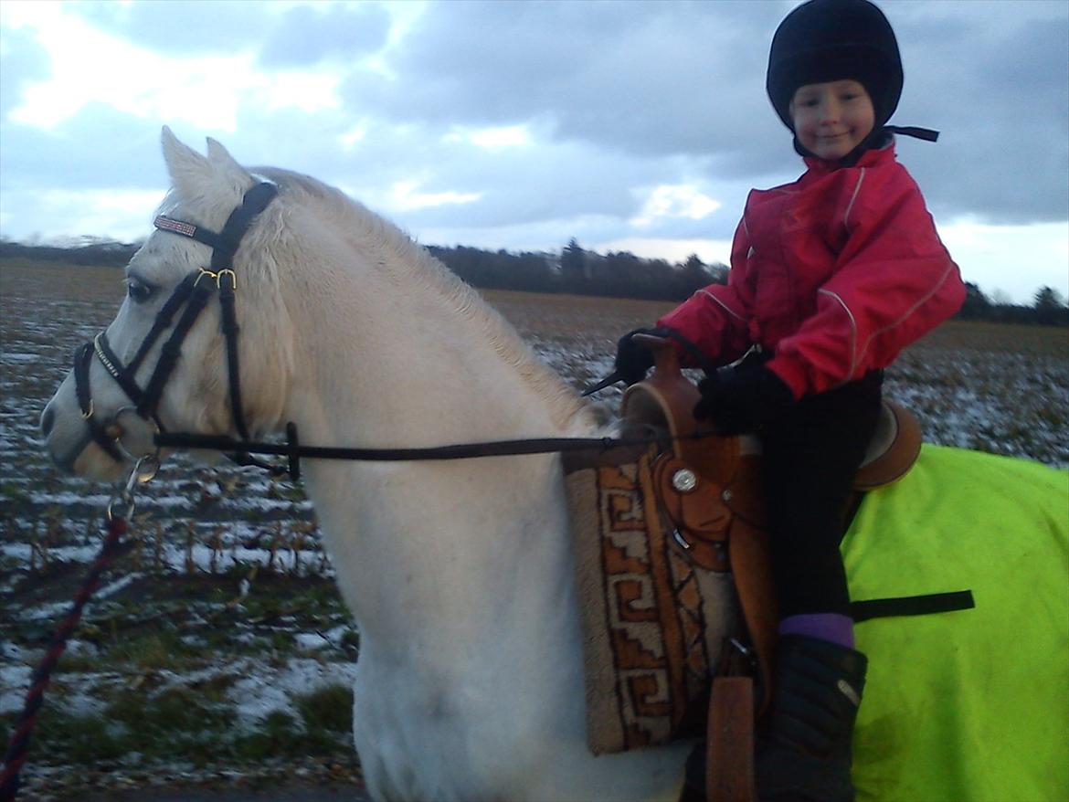 Welsh Mountain (sec A) Gammelgangs Garp "Makker" billede 2