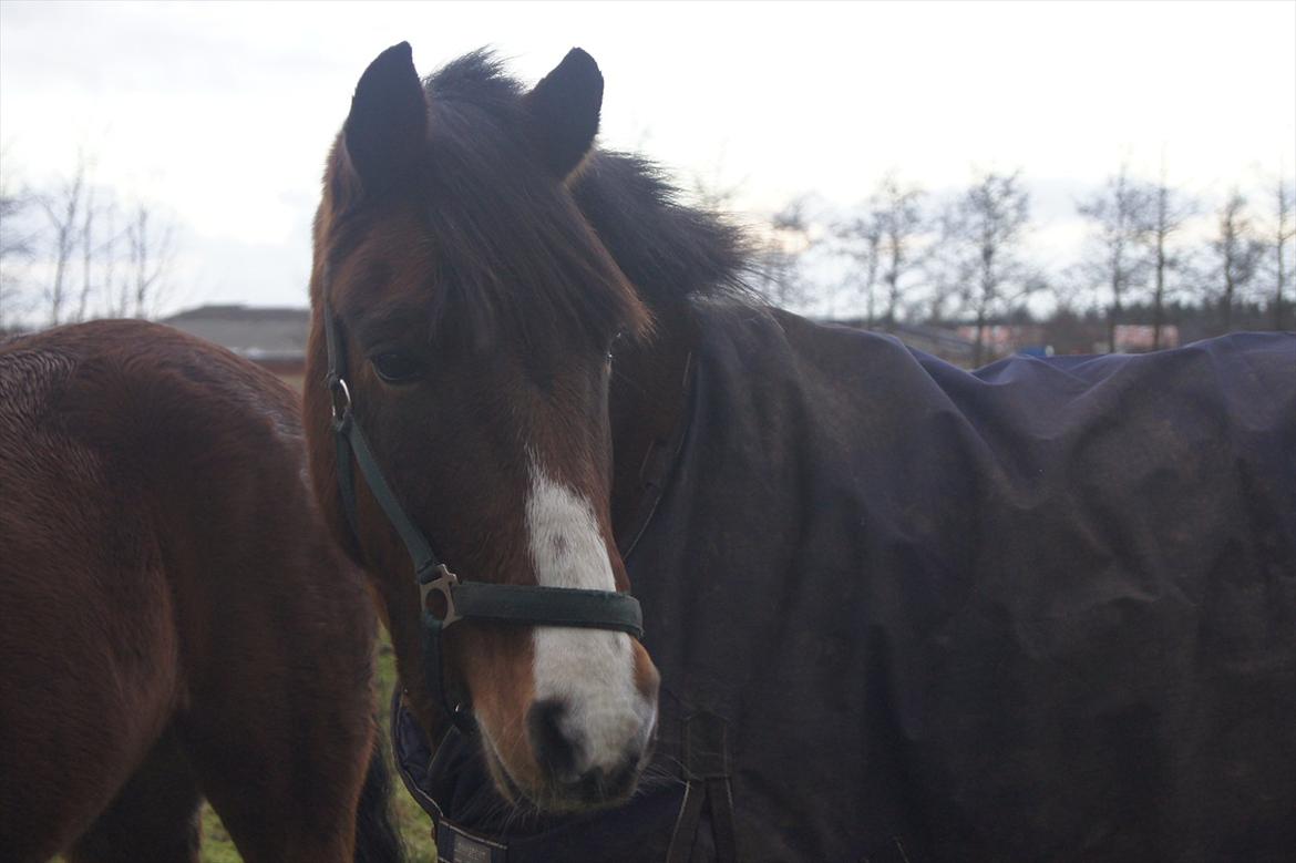 DSP Sir Oliver - Oliver<3.  billede 4