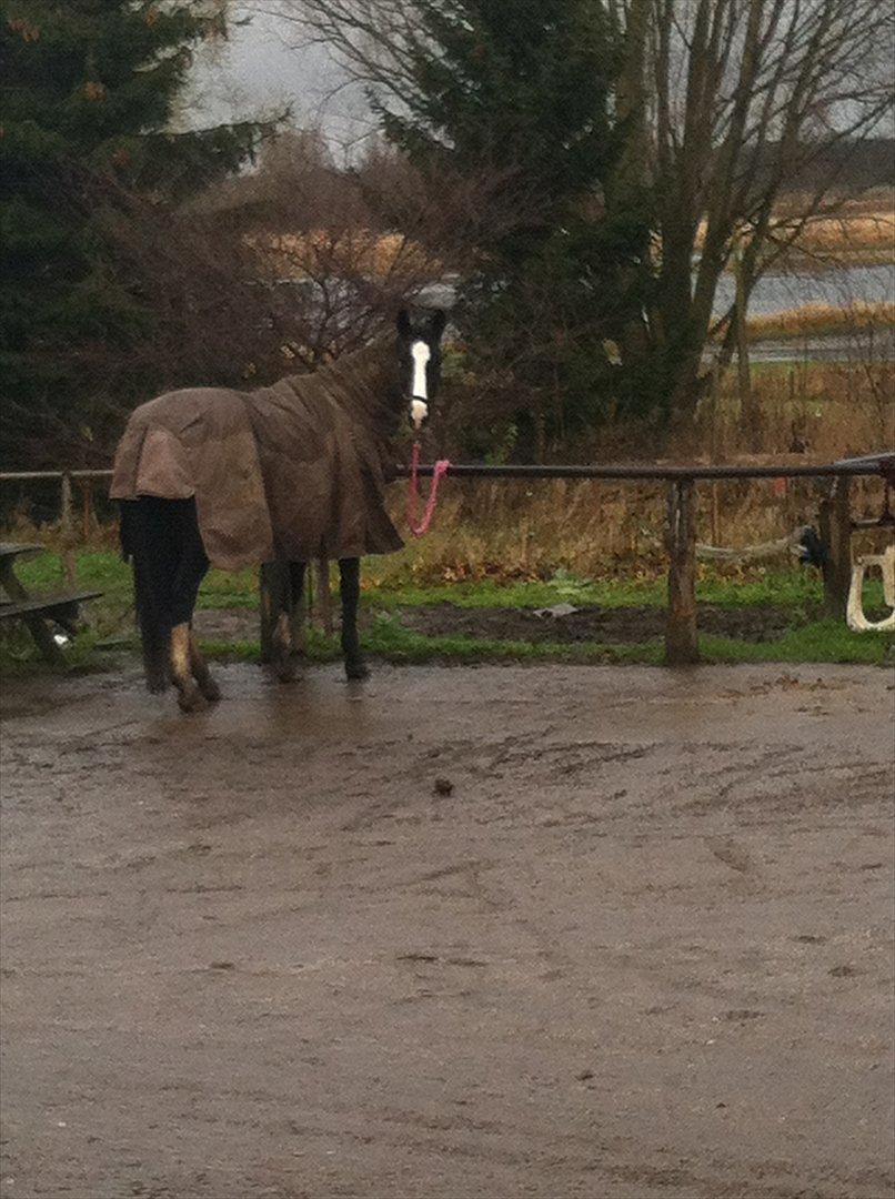 Dansk Varmblod zaragoza - ''øh hallo, hvor går du hen med mine gulerodder??'' billede 9
