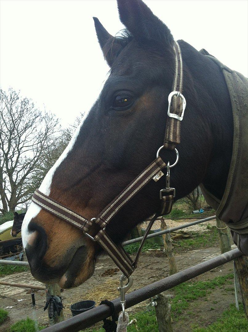 Dansk Varmblod zaragoza - jeg elsker dig smukke billede 10