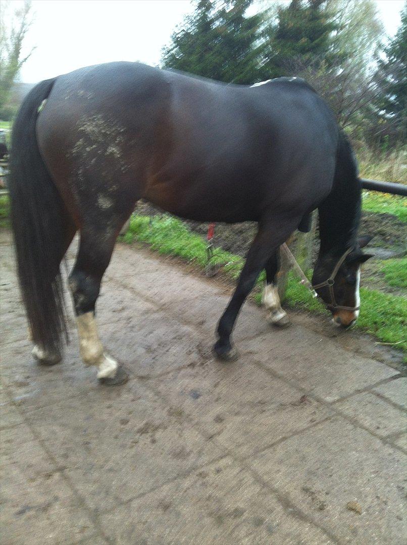 Dansk Varmblod zaragoza - ''tænkte nok du kom i dag Emma, så har lige rullet mig en ekstra gang så der kom mudder op under mit ellers ret store dækken, bare så du har lidt at lave!(:'' det var første gang jeg oplevede mudder der, med det giga dækken hun har på, hahaha, elsker dig  billede 11