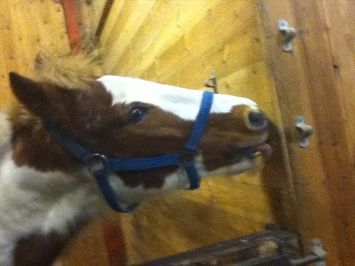 Pinto Joe Joe billede 6