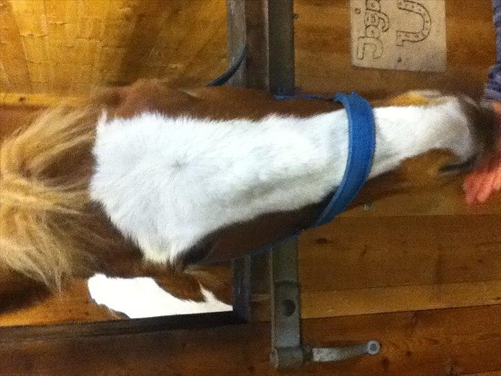 Pinto Joe Joe billede 10