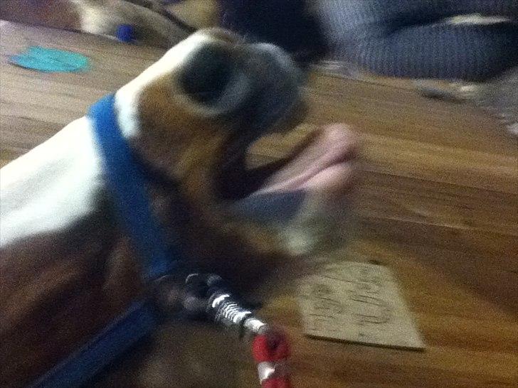 Pinto Joe Joe billede 11