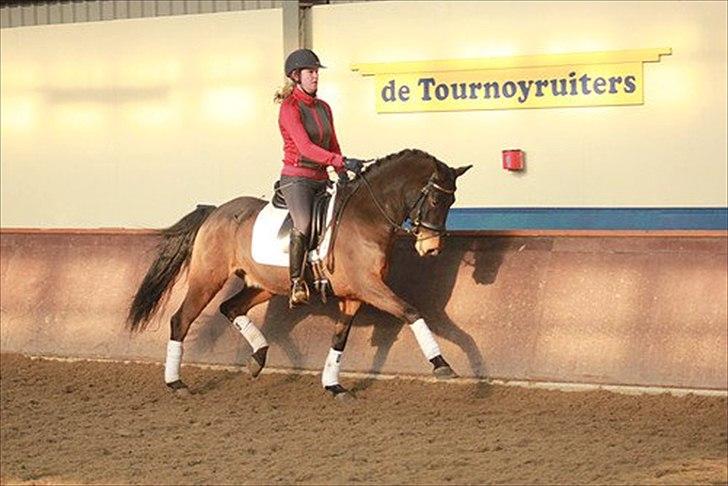 Welsh Cob (sec D) Albrechtshoeve Niels Cornelis - Gamle ejer billede 1