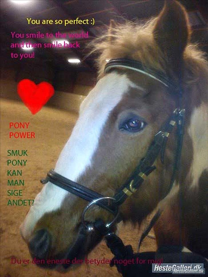 Pinto Joe Joe billede 12