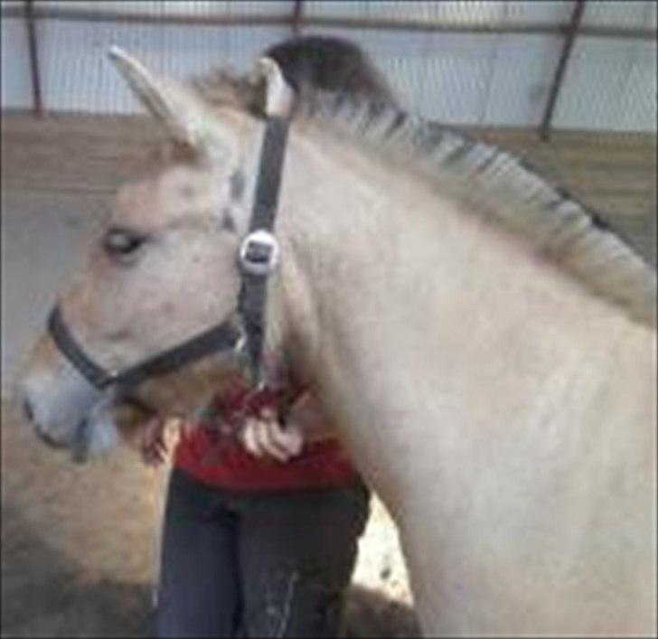 Fjordhest Philipa billede 6