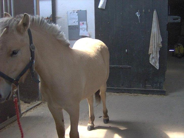 Fjordhest Philipa billede 7