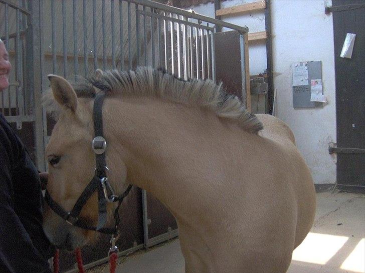 Fjordhest Philipa billede 8