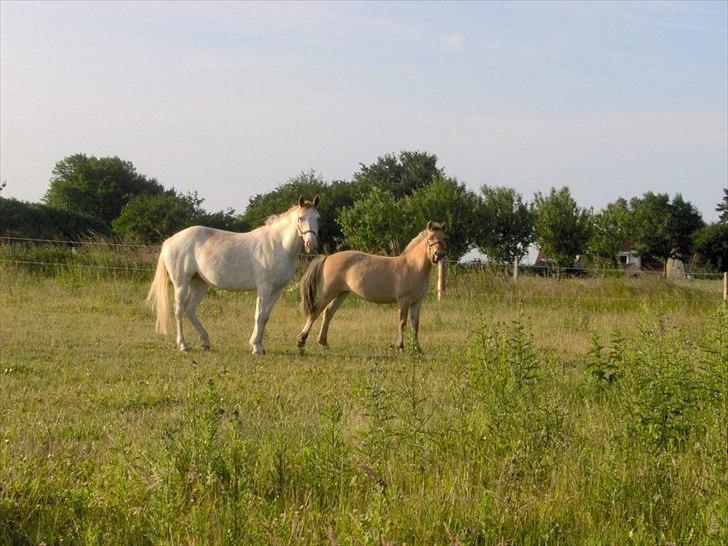Fjordhest Philipa billede 9