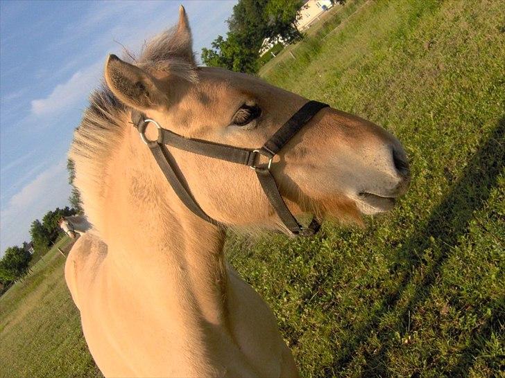 Fjordhest Philipa billede 10