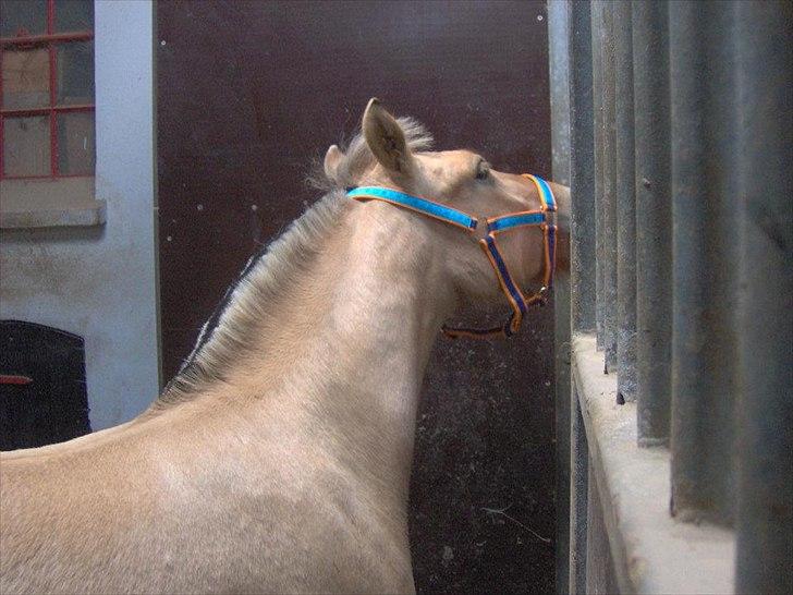 Fjordhest Philipa billede 11