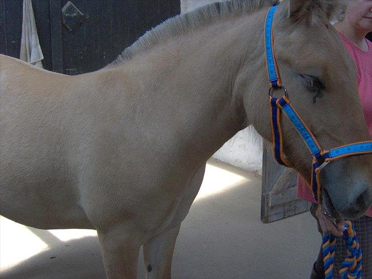 Fjordhest Philipa billede 12