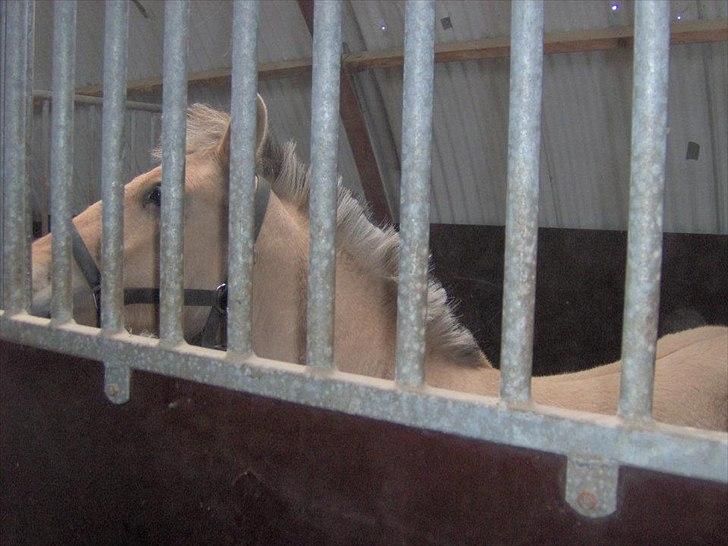 Fjordhest Philipa billede 13