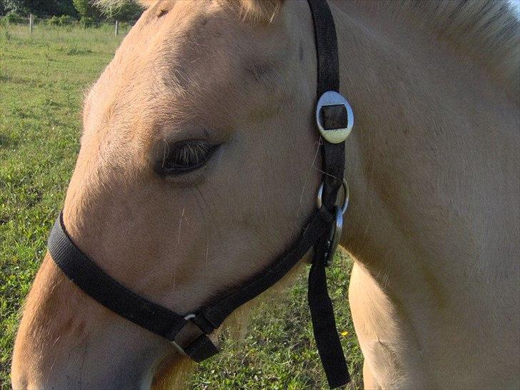 Fjordhest Philipa billede 14