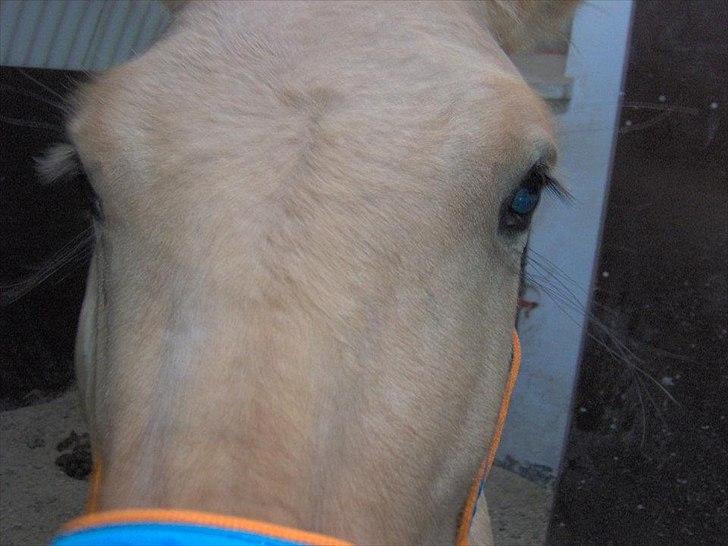 Fjordhest Philipa billede 15