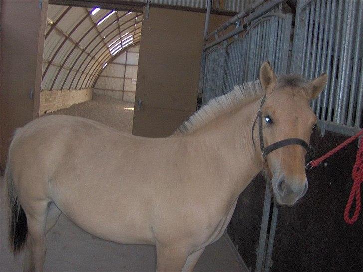 Fjordhest Philipa billede 16