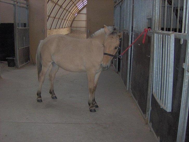 Fjordhest Philipa billede 17