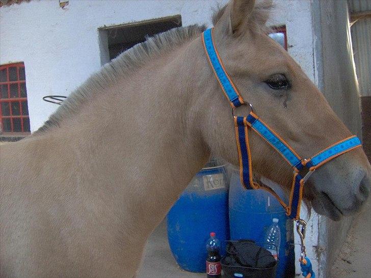 Fjordhest Philipa billede 18