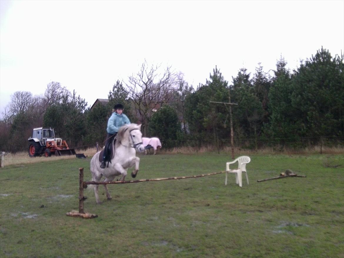 Connemara Moon Leight - Spriing!! <3  billede 17