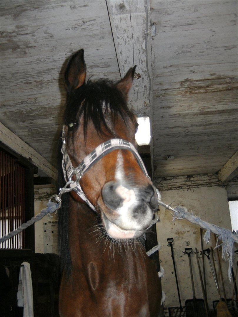 Anden særlig race lady billede 11