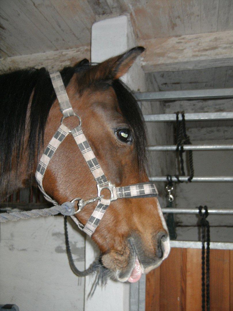 Anden særlig race lady billede 15