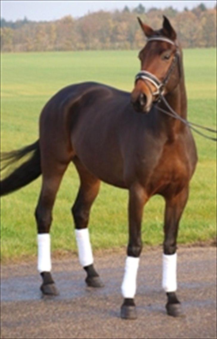 Dansk Varmblod Kidholms Wanilla billede 1