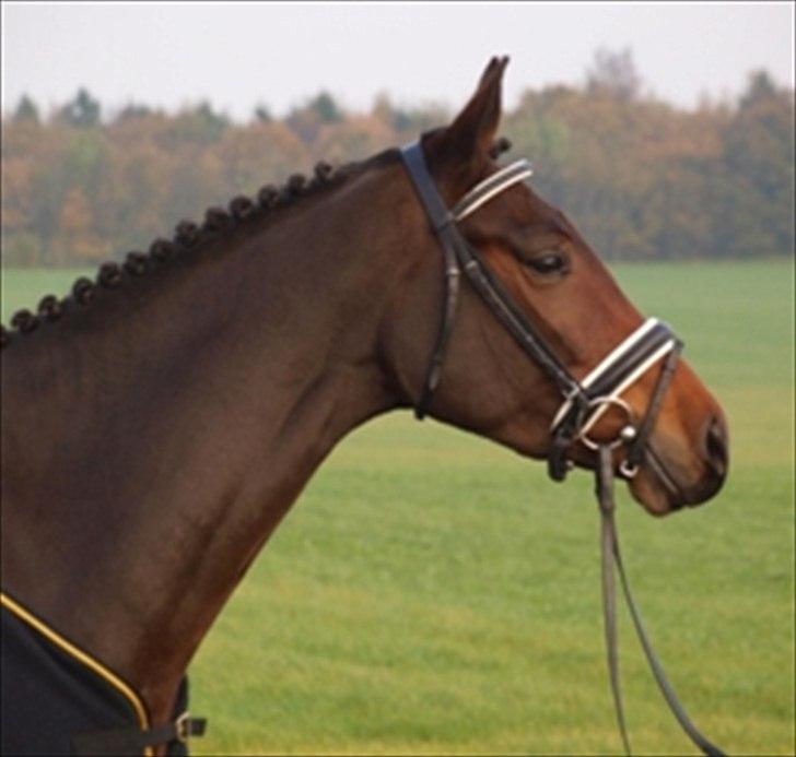 Dansk Varmblod Kidholms Wanilla billede 2