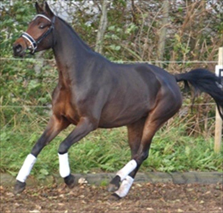 Dansk Varmblod Kidholms Wanilla billede 3