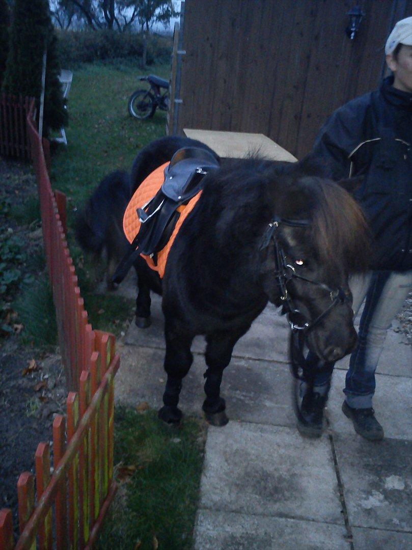 Shetlænder mosbækminde jankie solgt billede 1