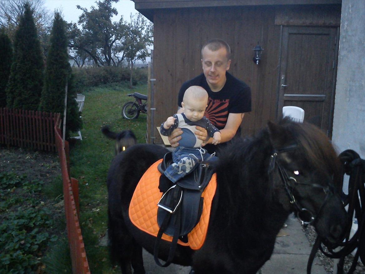 Shetlænder mosbækminde jankie solgt billede 2