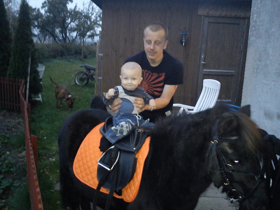 Shetlænder mosbækminde jankie solgt billede 3