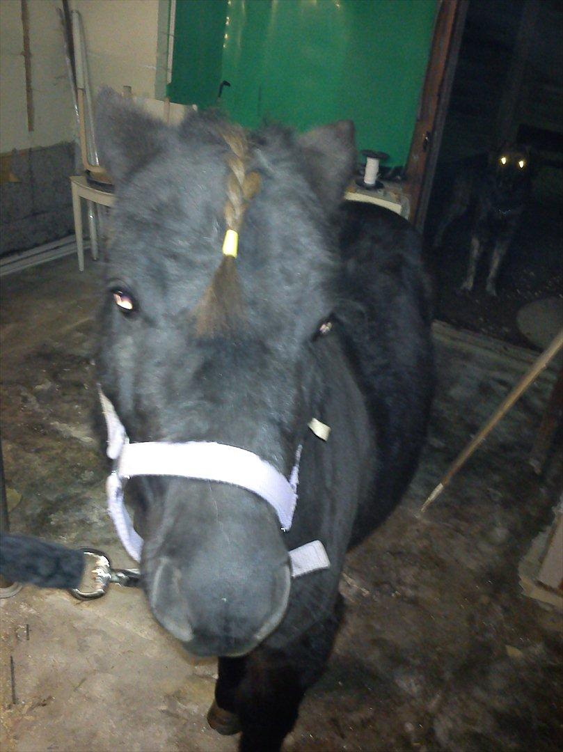 Shetlænder mosbækminde jankie solgt billede 4