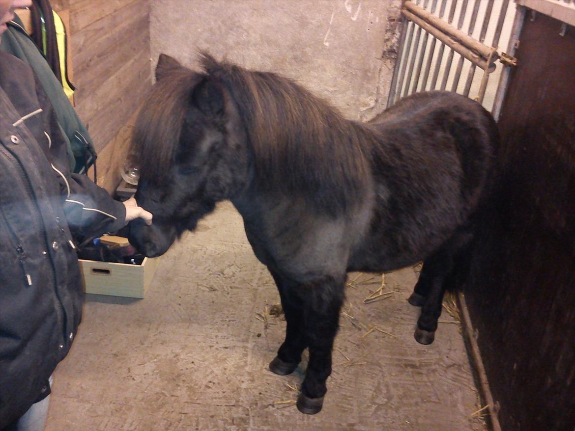 Shetlænder mosbækminde jankie solgt billede 5