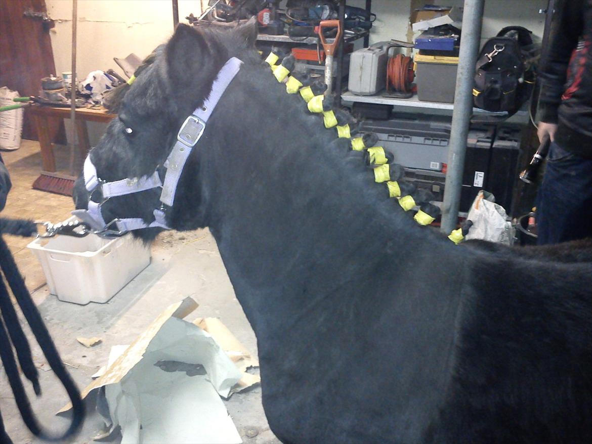 Shetlænder mosbækminde jankie solgt billede 6