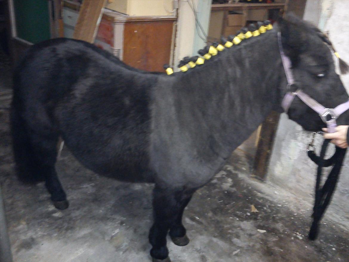 Shetlænder mosbækminde jankie solgt billede 7