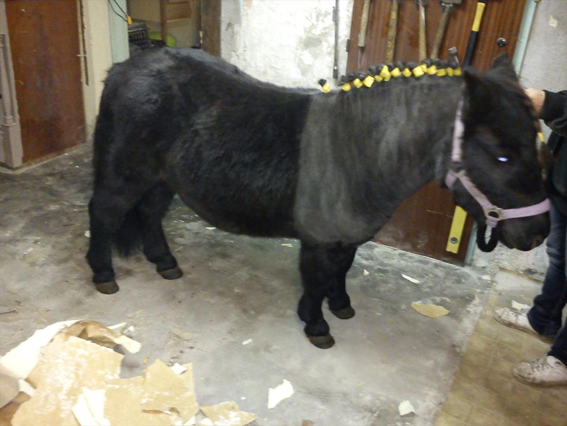 Shetlænder mosbækminde jankie solgt billede 8